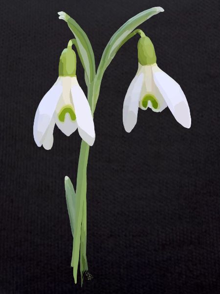 snowdrop