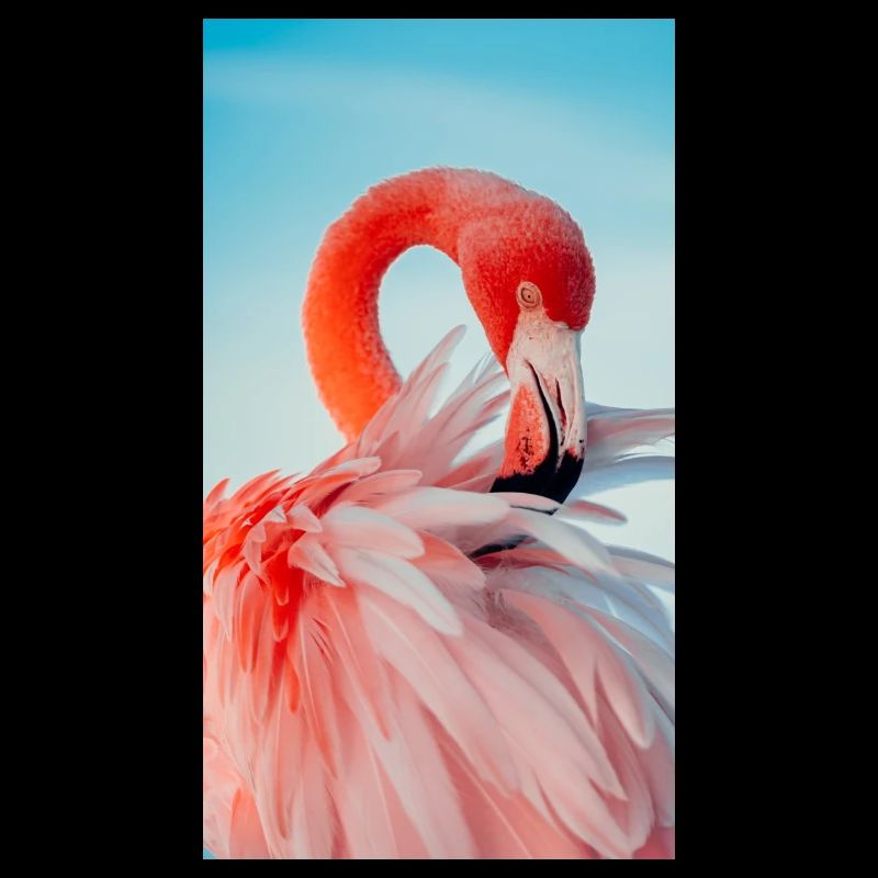 Flamingo Kollektion