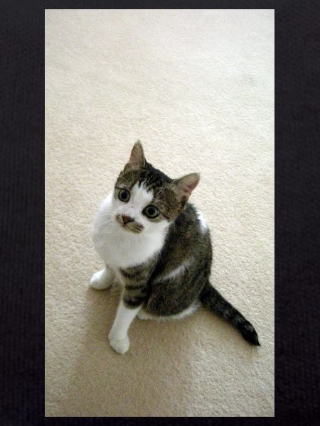 Pretty Kitty