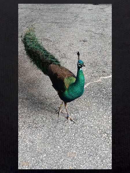 Nicebird