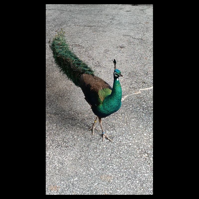 Nicebird (en anglais seulement)