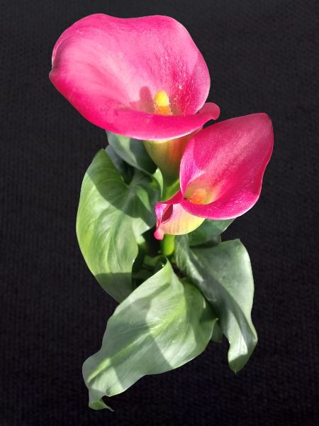 CALLASPink Calla Blossom Magic