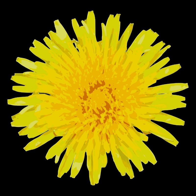 Dandelion flower bloom spring summer gift