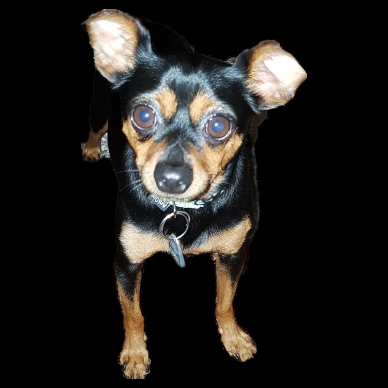 Zwergpinscher Hund