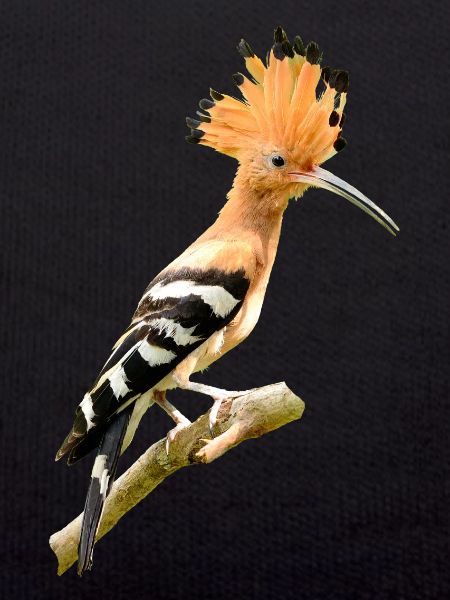 hoopoe am431