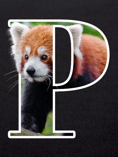 P Red Panda