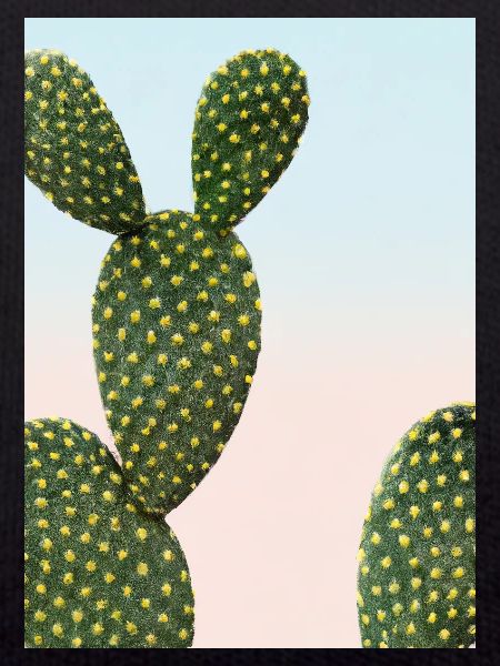 Ausgefallener Kaktus