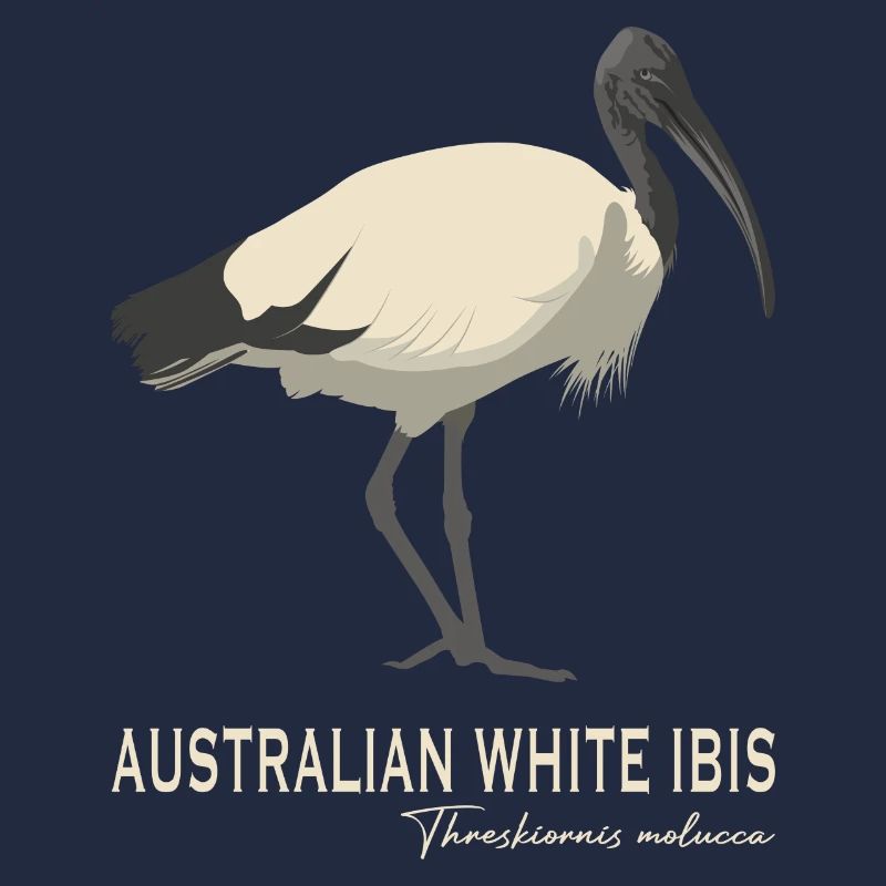 Ibis blanc australien