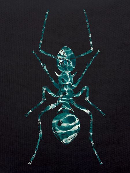 Ant