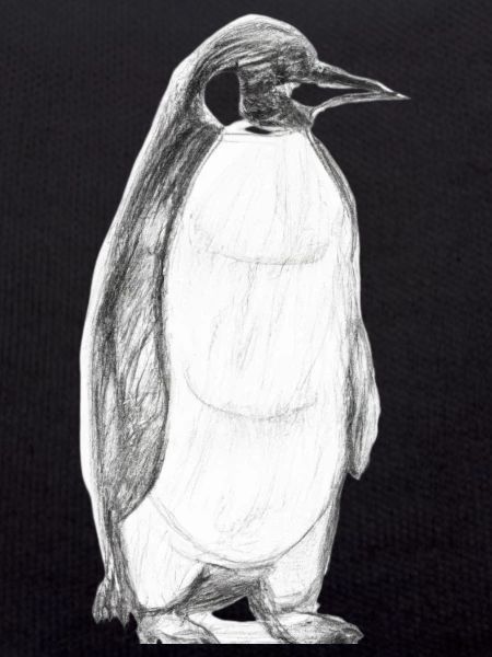 Penguin Illustration