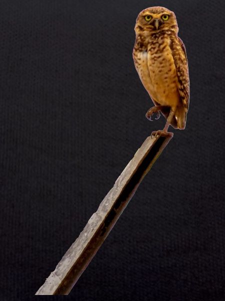 c'est chouette un hibou
