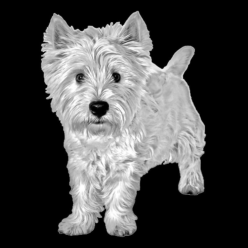 West Highland White Terrier Westie