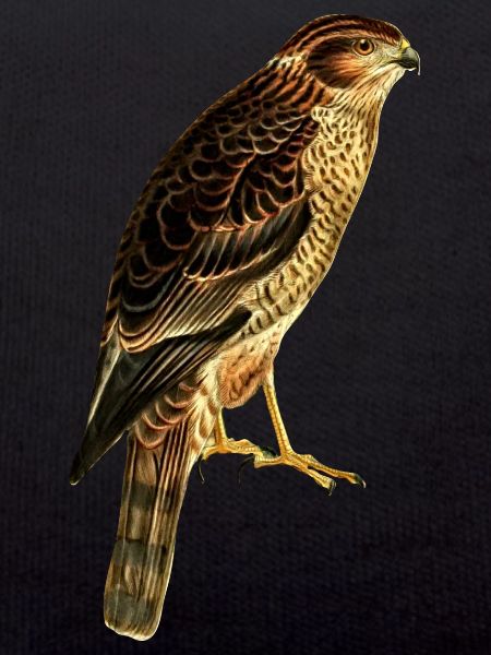 Bird of prey falcon