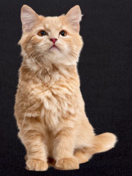 Red-haired cat