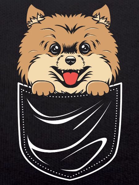 Pomeranian Pomeranian Dog