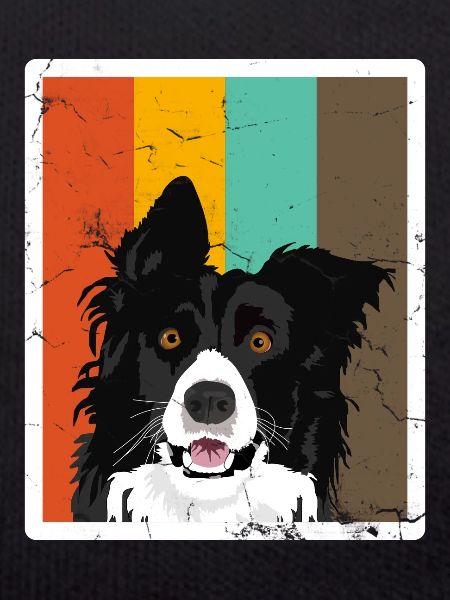 Border collie