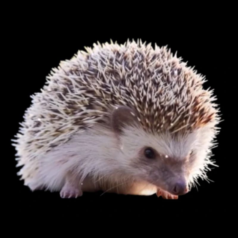 Hérisson
