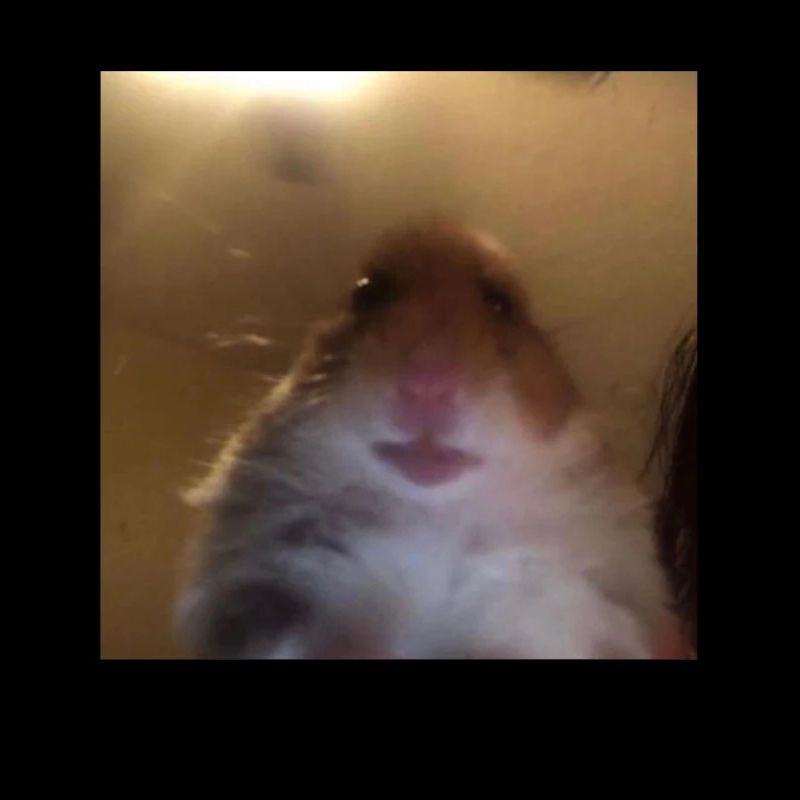 Hamster Cell Phone Front Camera - Funny Thanks Meme