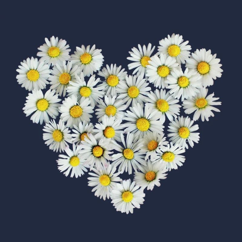 Gänseblümchen Herz Frühling Daisy Blüte Blume