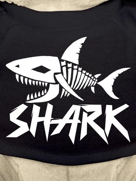 Shark skeleton