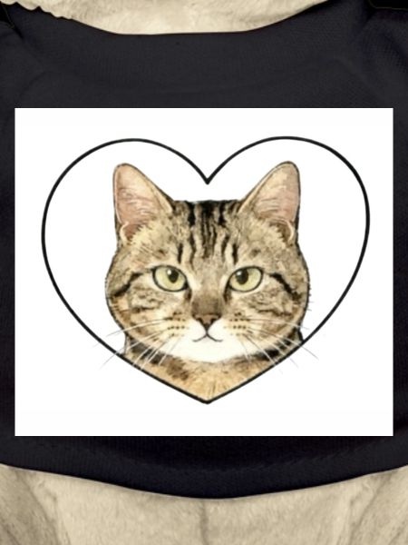Feline Heart: Cat Portrait