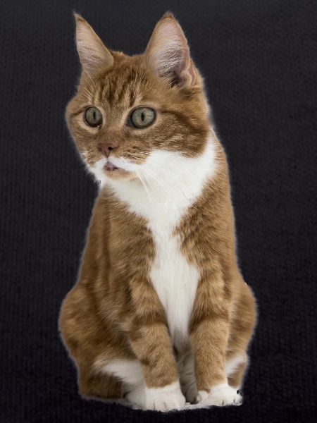 Funny cat