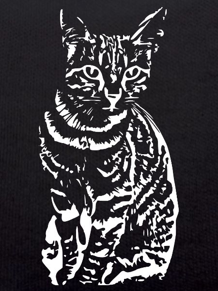 Cat ,Kitten white