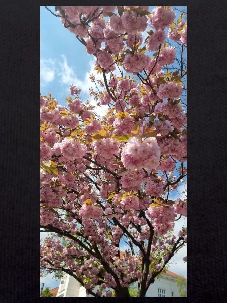 Fleurs de Sakura