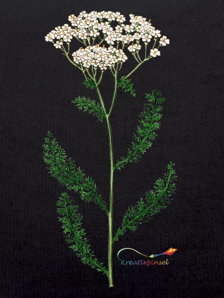 Yarrow