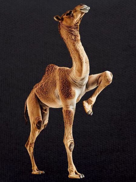 Kamel