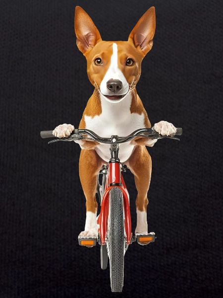Basenji