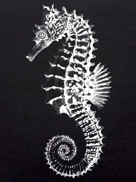 Silhouette d’hippocampe à fort contraste