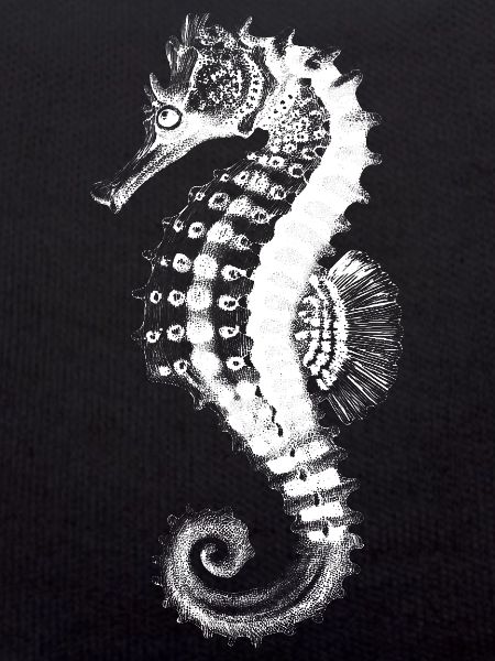 Seahorse Silhouette on Black