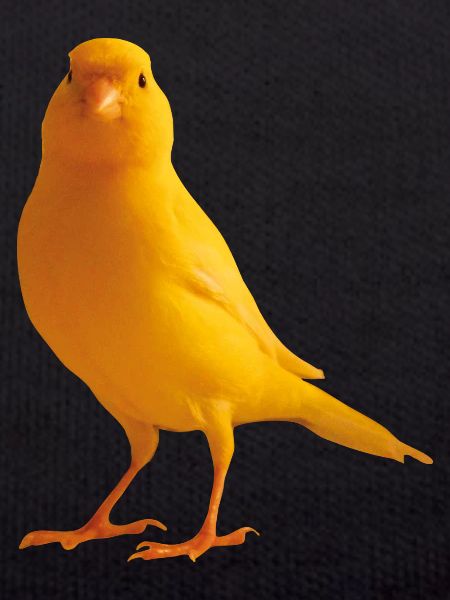 Kanarienvogel yellow bird