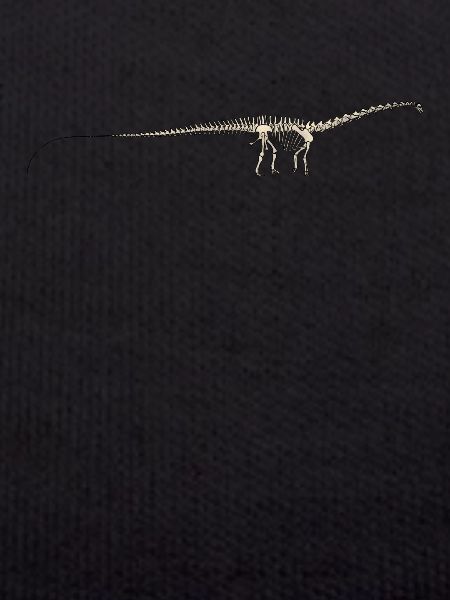Dinosaur diplodocus fossil skeleton