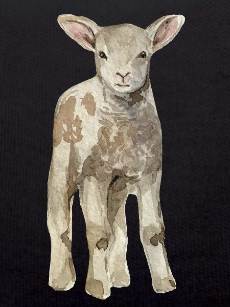 Sheep Baby
