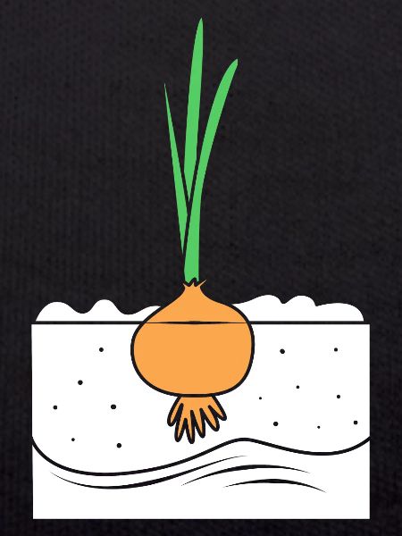 Onion