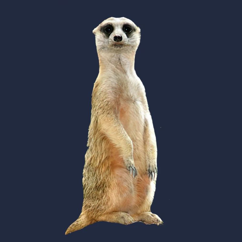 Erdmännchen