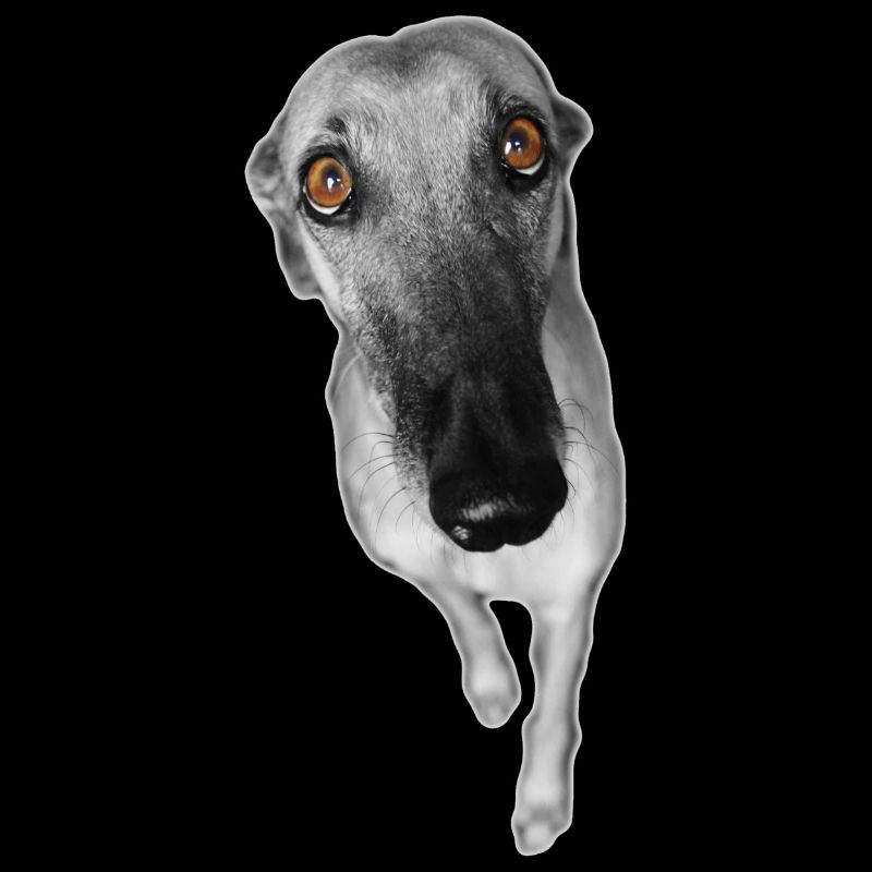 Greyhound