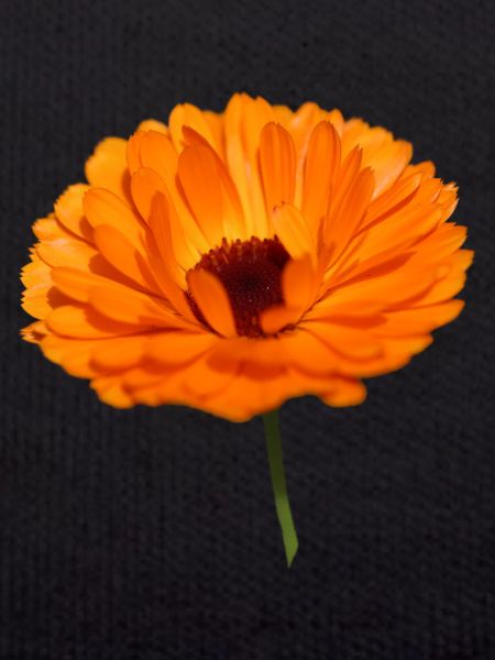 Ringelblume