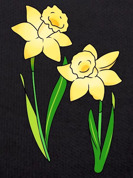 daffodils