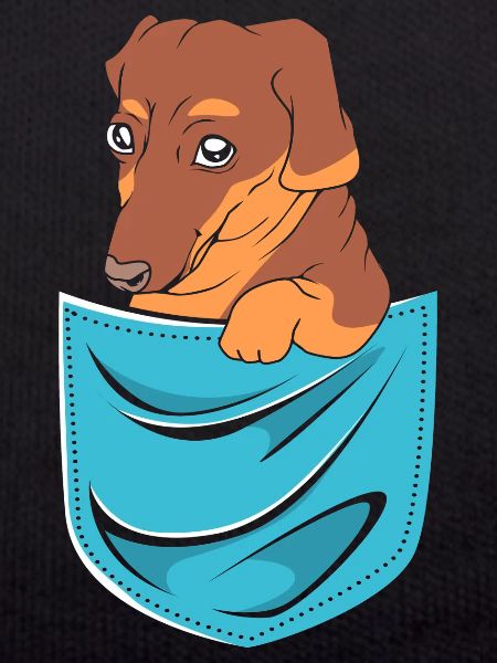 Dachshund