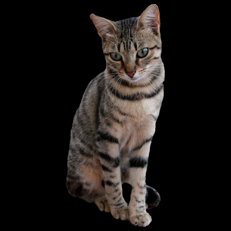 Katze, Kätzchen