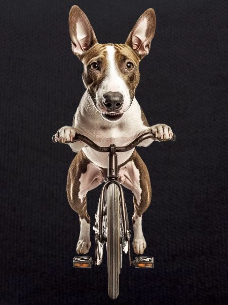 Bullterrier