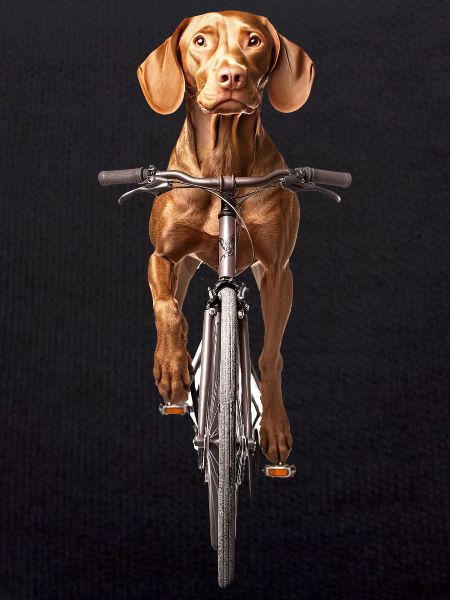 Vizsla