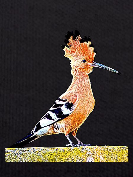 Hoopoe