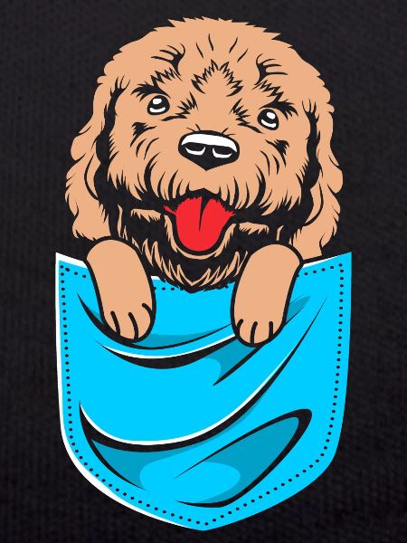 Goldendoodle