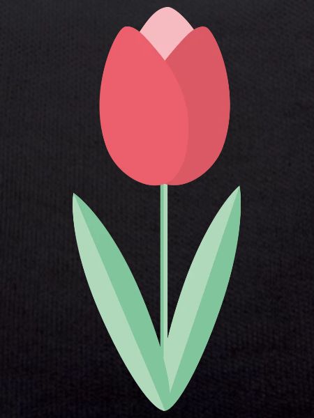Tulipe