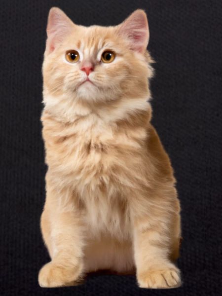 Chat roux
