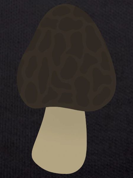 Morel Mushroom